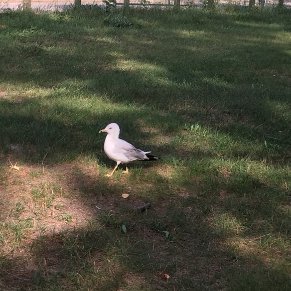 Meet your Posher, Mim - Picture 1 of 1